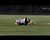 Esky's Christer Carne with the open-field tackle.