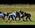 Quarterback sack for Eagles' Bryce Hornick.